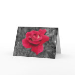 Black White Red Rose Cards