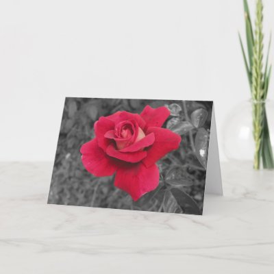 A red rose against a black and white background.