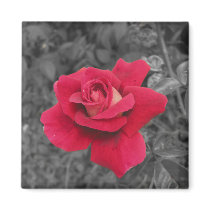 Black White Red Rose Magnets