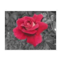 Black White Red Rose Notes Card