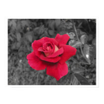Black White Red Rose Poster
