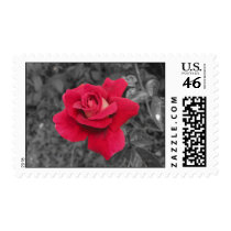 Black White Red Rose Stamps