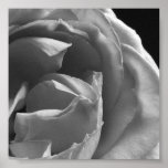 Black & White Rose: Block 2 Poster