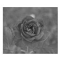 Black & White Rose posters