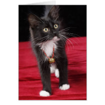 Black & white short-haired kitten, 2 1/2 months