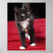 Black & white short-haired kitten, 2 1/2 months