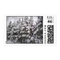 Black & White Snowscape, Conifer, CO Stamp