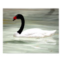 Black & White Swan, the Love Bird posters by nwillens Black & White Swan, the Love Bird posters