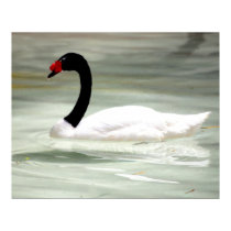 Black & White Swan, the Love Bird posters by nwillens Black & White Swan, the Love Bird posters