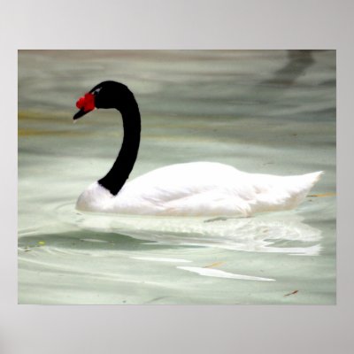 Black & White Swan, the Love Bird Print by nwillens