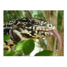 Black & White Tegu Post Cards