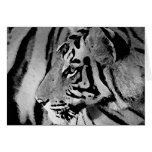 Black & White Tiger Cards