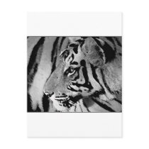 Black & White Tiger Postcards