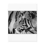 Black &amp; White Tiger Postcards