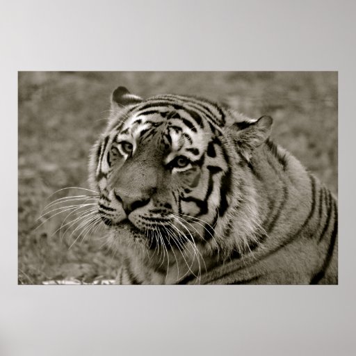 Black & White Tiger Poster Zazzle