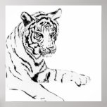 Black &amp; White Tiger Sketch Poster
