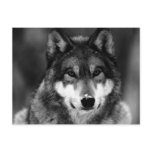 Black & White Wolf Postcards