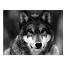 Black & White Wolf Postcards