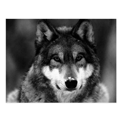 Black & White Wolf Postcards