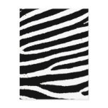 Black & White Zebra Stripes Postcard