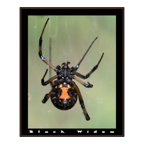 Halloween Origami, learn how to make halloween themed origami.