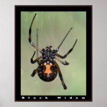 Black Widow Print
