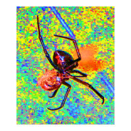Black Widow Spider Eating Poster print
