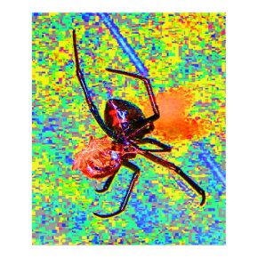 Black Widow Spider Eating Poster print