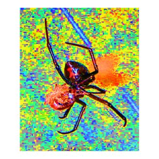 Black Widow Spider Eating Poster print