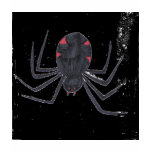 Black Widow Black Widow