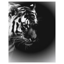 Black & Wild Tiger Head flyers