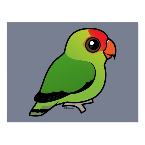 Black-winged Lovebird Post Card