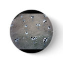 Black-winged stilt buttons