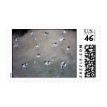 Black-winged Stilts Stamps