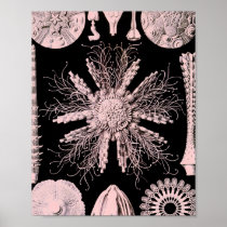 Black With Pink Echinoidea by Haeckel Poster