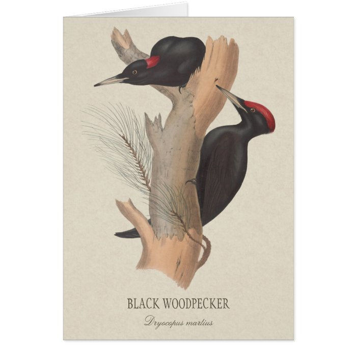 Black woodpecker CC0223 Gould bird illustration Card
