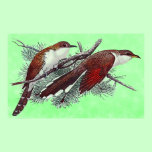 Black & Yellowed Billed Cuckoo Birds Print posters