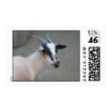 Blacka nd White Billy Goat Stamp