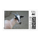 Blacka nd White Billy Goat Stamp
