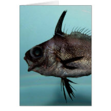 Blackbar Drum Greeting Card