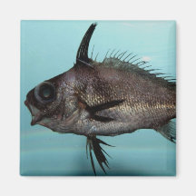 Blackbar Drum Refrigerator Magnet