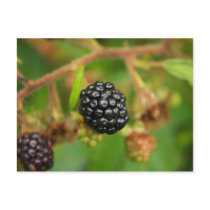 Blackberries postcards