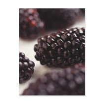 Blackberries Post Cards