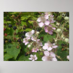 Blackberries Posters