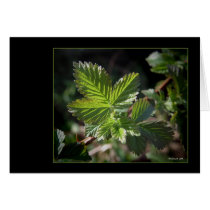 Blackberry Beginnings cards