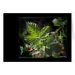 Blackberry Beginnings cards