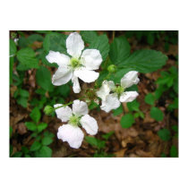 Blackberry Flowers posters by Saturn154 Blackberry Flowers posters