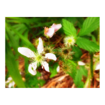 Blackberry Flowers Poster Print