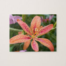 Blackberry Lily Puzzles