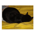 Blackberry Napping Post Card
